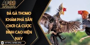 Đá Gà Thomo – Khám Phá Sân Chơi Cá Cược Đỉnh Cao Hiện Nay