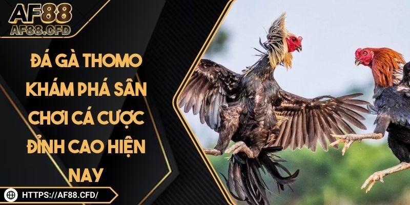 Đá Gà Thomo – Khám Phá Sân Chơi Cá Cược Đỉnh Cao Hiện Nay